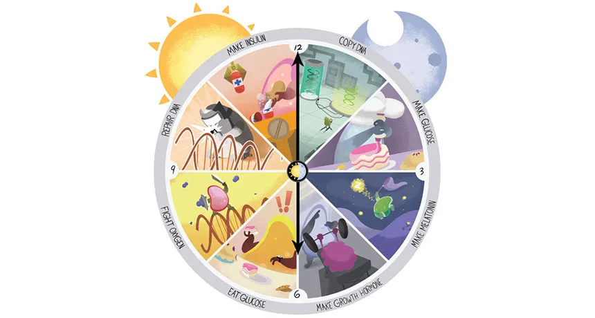 The Biological Clock: Why Your Metabolism Has an Opening and Closing Time